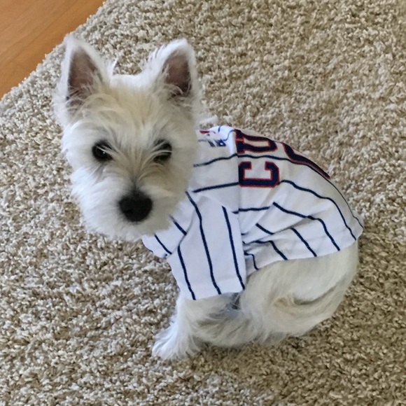 Pet Cubs Jersey Size Small - Picture 3 of 9
